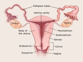 Endometrium Kalınlığı, Rahim Kalınlığı Kaç Olmalı?